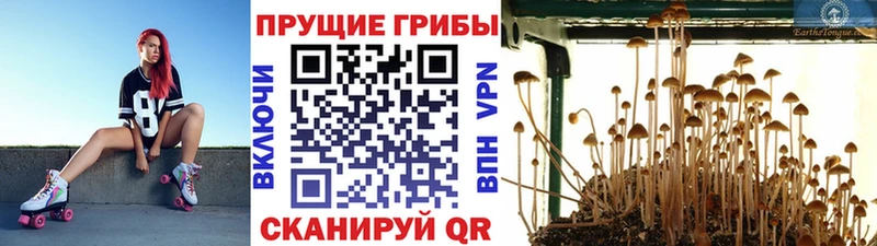 Псилоцибиновые грибы ЛСД Новоуральск